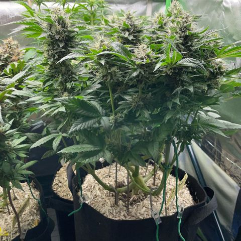Big Bud by KilliczGe growlog timeline photo