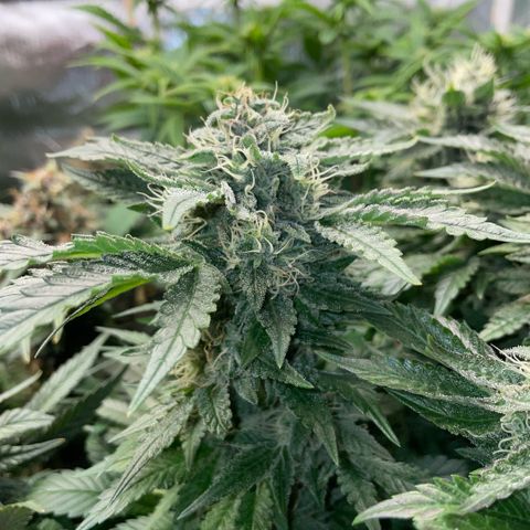 Big Bud by KilliczGe growlog timeline photo