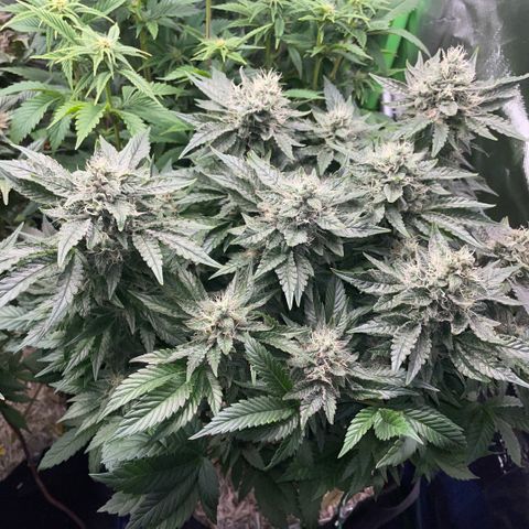 Big Bud by KilliczGe growlog timeline photo