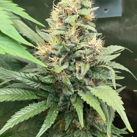 Permanent Marker by KilliczGe growlog timeline photo