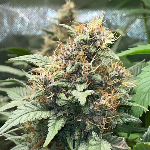 Permanent Marker by KilliczGe growlog timeline photo