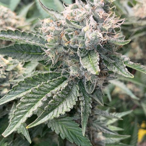 Purple Zkittlez #2 by KilliczGe growlog timeline photo