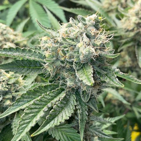 Purple Zkittlez #2 by KilliczGe growlog timeline photo