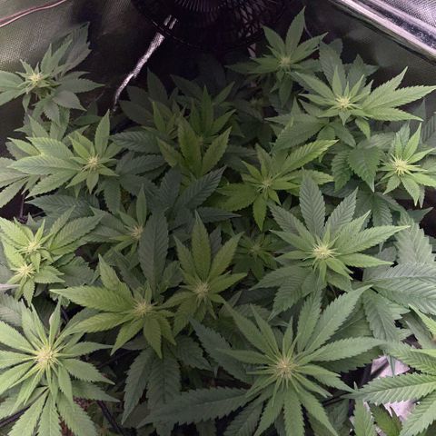 Big Bud 1 Klon 1 by KilliczGe growlog timeline photo