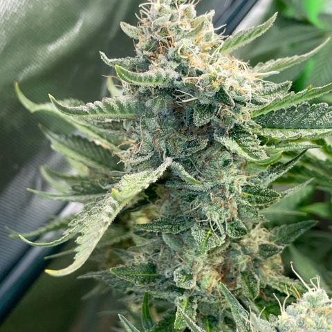 Purple Zkittlez #2 by KilliczGe growlog timeline photo