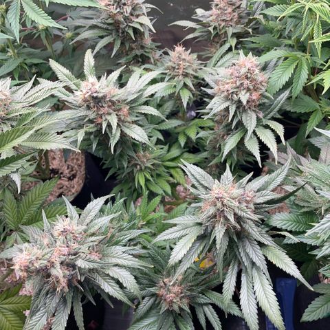 Permanent Marker by KilliczGe growlog timeline photo