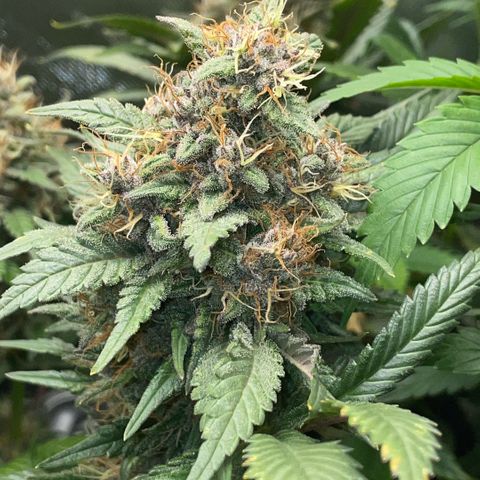 Permanent Marker by KilliczGe growlog timeline photo