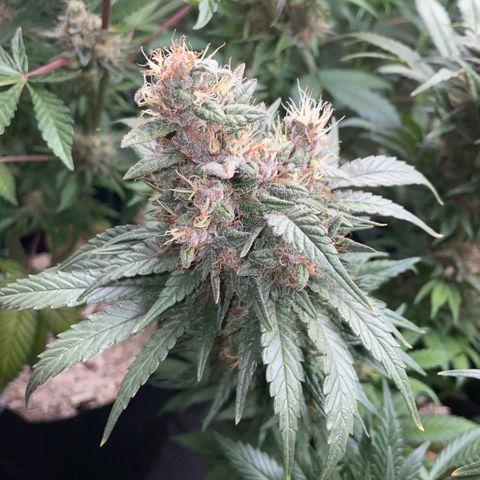 Permanent Marker by KilliczGe growlog timeline photo