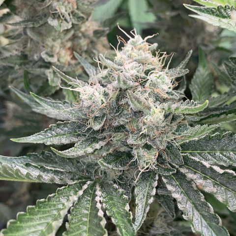 Purple Zkittlez #2 by KilliczGe growlog timeline photo