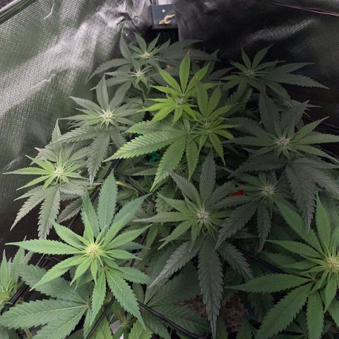 Dante’s Inferno - Mile High Dave by KilliczGe growlog timeline photo