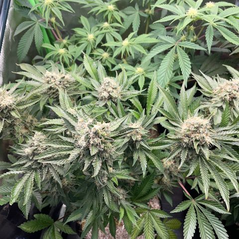 Purple Zkittlez #2 by KilliczGe growlog timeline photo