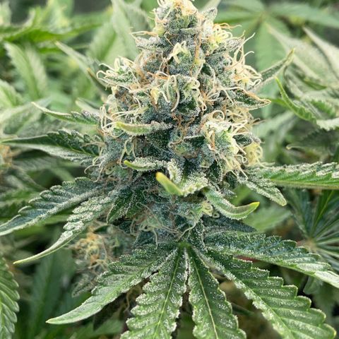 Purple Zkittlez #2 by KilliczGe growlog timeline photo