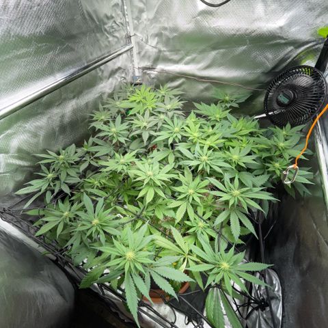 Dante’s Inferno - Mile High Dave by KilliczGe growlog timeline photo