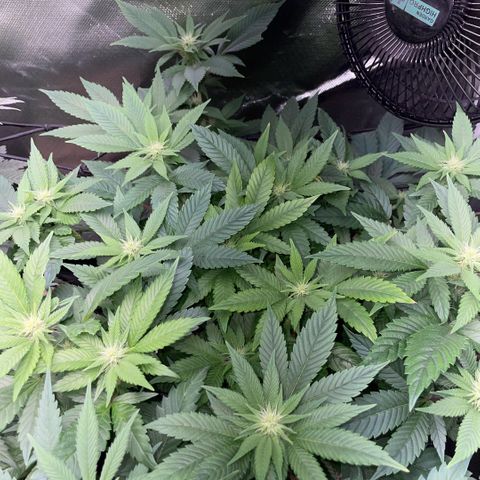 Big Bud 1 Klon 1 by KilliczGe growlog timeline photo