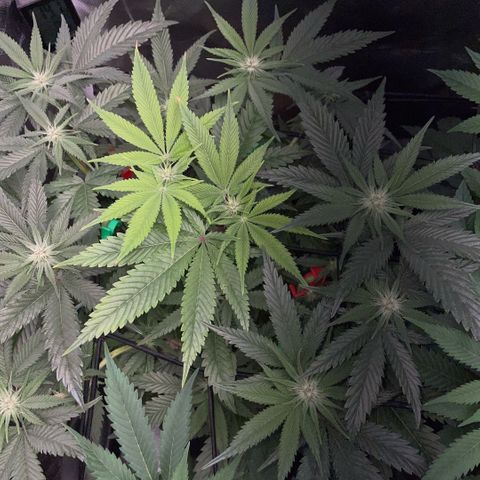 Dante’s Inferno - Mile High Dave by KilliczGe growlog timeline photo