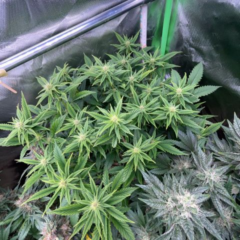 Tangerine Dream Clon #1 by KilliczGe growlog timeline photo