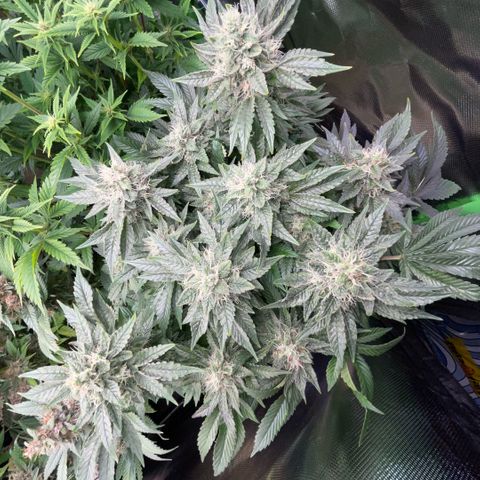 Big Bud by KilliczGe growlog timeline photo