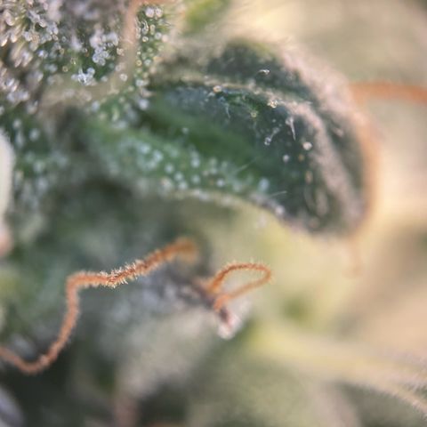 Big Bud by KilliczGe growlog timeline photo