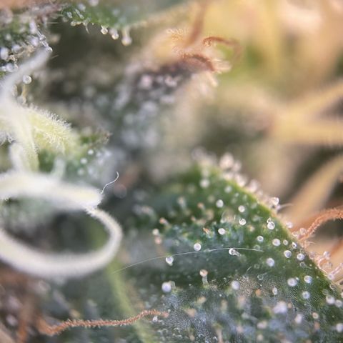 Big Bud by KilliczGe growlog timeline photo