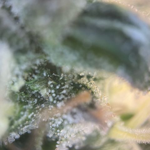 Big Bud by KilliczGe growlog timeline photo