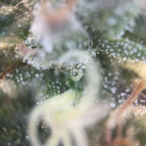 Big Bud by KilliczGe growlog timeline photo