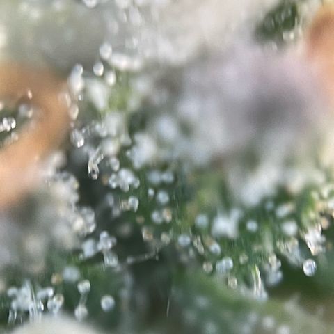 Big Bud by KilliczGe growlog timeline photo