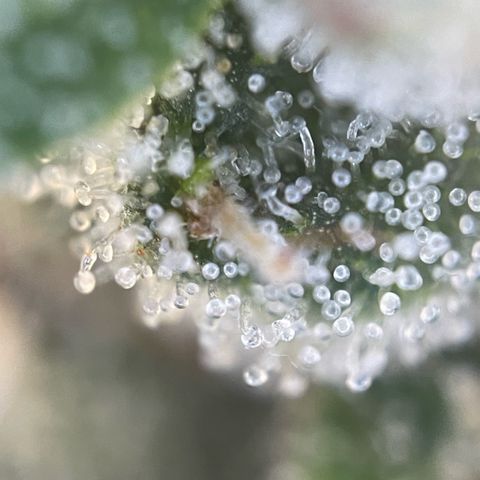 Big Bud by KilliczGe growlog timeline photo