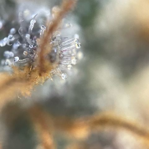 Permanent Marker by KilliczGe growlog timeline photo