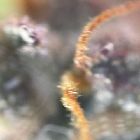 Permanent Marker by KilliczGe growlog timeline photo