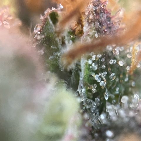 Permanent Marker by KilliczGe growlog timeline photo