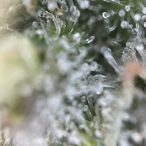 Purple Zkittlez #2 by KilliczGe growlog timeline photo