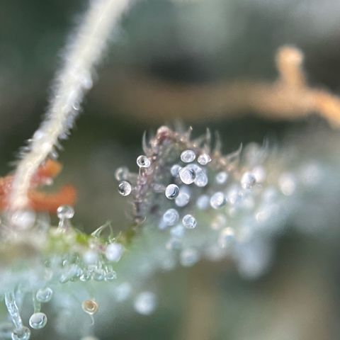 Purple Zkittlez #2 by KilliczGe growlog timeline photo