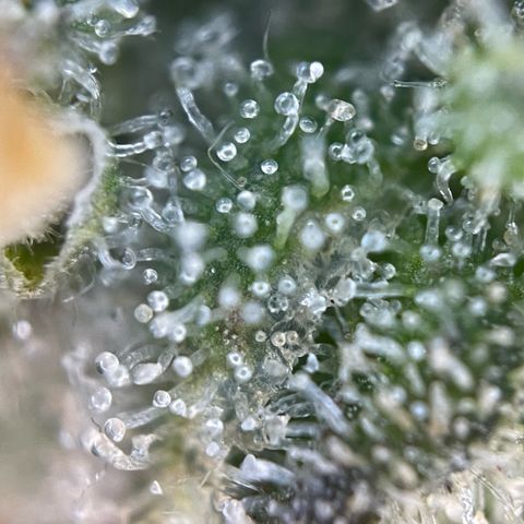 Purple Zkittlez #2 by KilliczGe growlog timeline photo