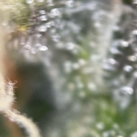 Purple Zkittlez #2 by KilliczGe growlog timeline photo