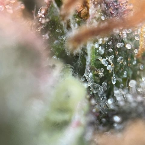 Permanent Marker by KilliczGe growlog timeline photo