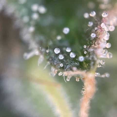 Purple Zkittlez #2 by KilliczGe growlog timeline photo