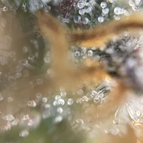 Permanent Marker by KilliczGe growlog timeline photo