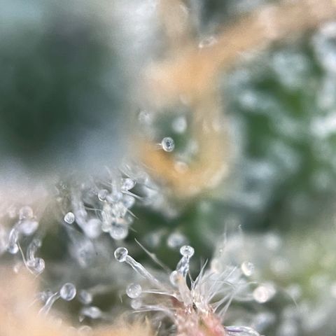 Purple Zkittlez #2 by KilliczGe growlog timeline photo