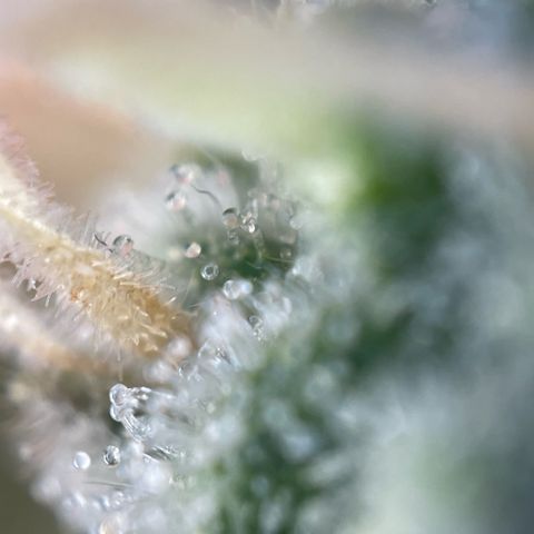 Purple Zkittlez #2 by KilliczGe growlog timeline photo