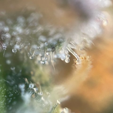 Permanent Marker by KilliczGe growlog timeline photo