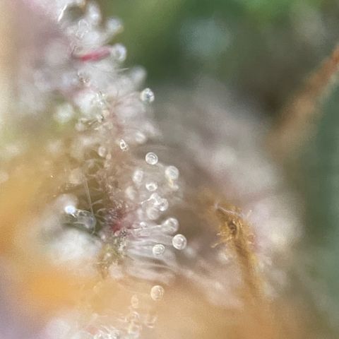 Permanent Marker by KilliczGe growlog timeline photo