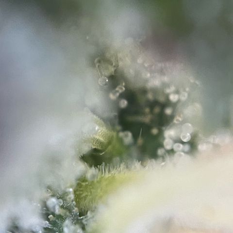 Big Bud by KilliczGe growlog timeline photo