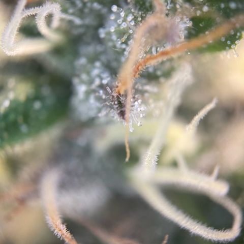 Big Bud by KilliczGe growlog timeline photo