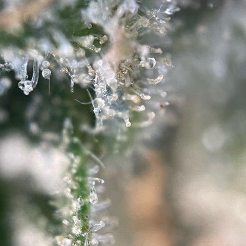 Purple Zkittlez #2 by KilliczGe growlog timeline photo