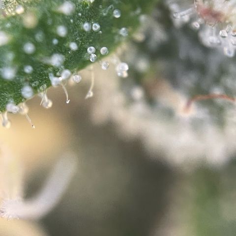 Big Bud by KilliczGe growlog timeline photo