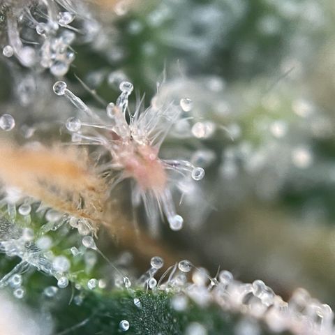 Purple Zkittlez #2 by KilliczGe growlog timeline photo