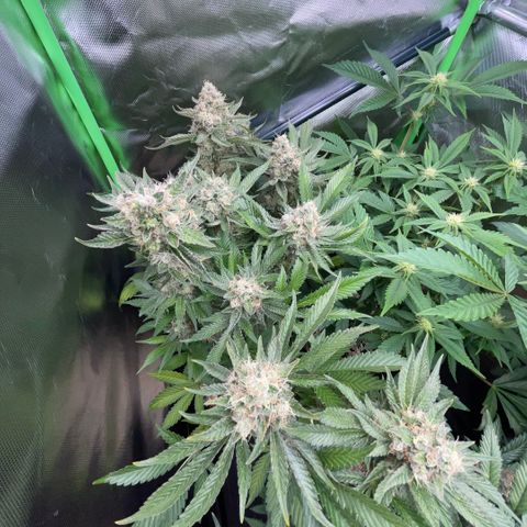 Purple Zkittlez #2 by KilliczGe growlog timeline photo