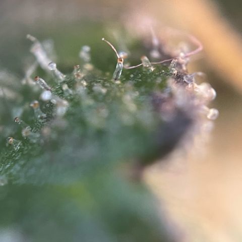 Permanent Marker by KilliczGe growlog timeline photo