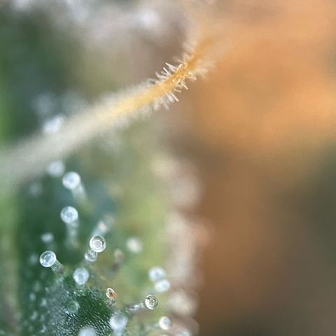 Permanent Marker by KilliczGe growlog timeline photo