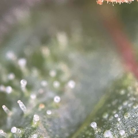 Permanent Marker by KilliczGe growlog timeline photo